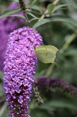 sarı kelebek Gonepteryx rhamni mor çiçek poleni yiyor