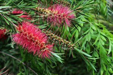 Callistemon tropikal çalılarının güzel, kırmızı narin çiçekleri. Yaklaş.