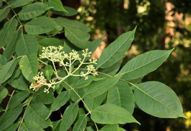 İlkbaharda küçük çiçekleri olan Danieli ağacını anımsa