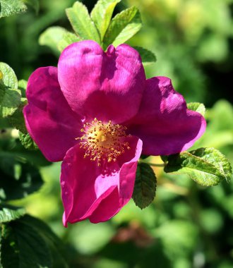 Bahçedeki Rosa Canina çalılarının mor çiçekleri 