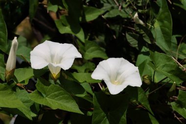 white flowers of Hedge bindweed climbing wild plant clipart