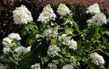 Parkta büyük, yuvarlak ortanca çalıları.