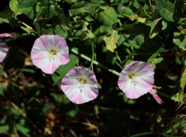 Convolvulus arvensis yabani bitki ve arı böceğinin beyaz ve pembe çiçekleri