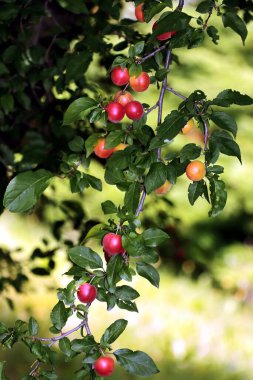 red fruits of wild plum tree close up clipart