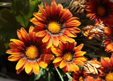 Bahçedeki Gazania bitkisinin sarı, turuncu, kahverengi ve beyaz çiçekleri