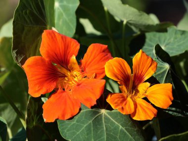 Nasturtium - Tropacolum çiçekleri ve yeşil yuvarlak yapraklar