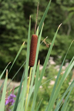 Su coplarının kahverengi tohumları -bitki -Typha latifolia
