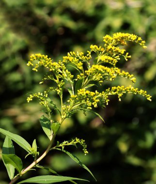Çayırdaki yabani bitkilerin sarı çiçekleri tancy ve solidago canadensis