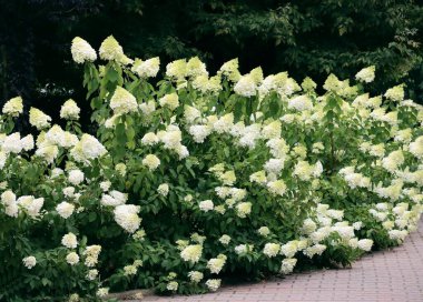 Parkta büyük, yuvarlak ortanca çalıları.