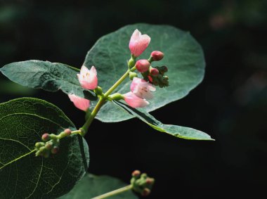 Kar çileğinin oldukça küçük pembe çiçekleri - Parktaki Symphoricarpos albus çalıları Yazın kapanıyor