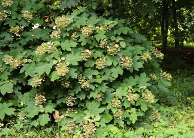 Hydrangea petiolaris parka tırmanıyor.