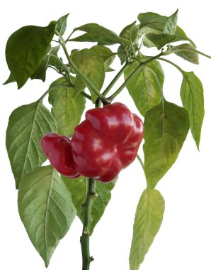 Yeşil yapraklı ve olgun kırmızı meyveli biber bitkisi yetiştiriyorum.