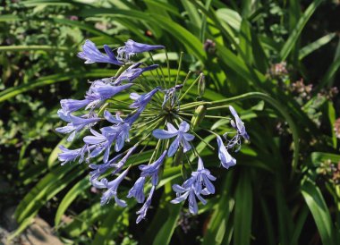 inflorescence lila flowers of Agapanthus Africanus plant close up clipart