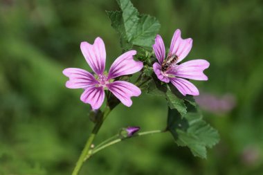 Malva Silvestris bitkisel bitkisinin Lila çiçekleri