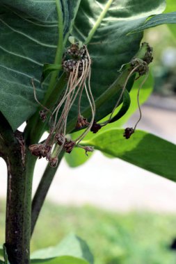 asklepias syriaca, bahçede tohum kabı yetiştiren yaygın bir yosun. 