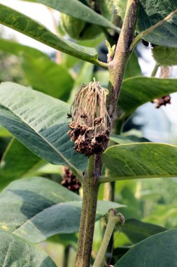 asclepias syriaca-common milkweed with growing seed vessels in a garden  clipart