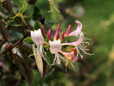 Lonicera Peryclimenum Serotina-Caprifoliaceae ailesinin güzel çiçekleri ve kırmızı meyveleri.