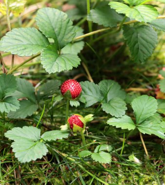 Yazın lezzetli meyveler gibi taze kırmızı çilekler.