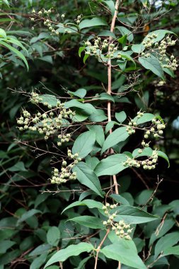 Beyaz çiçekler ve yeşil yapraklı Deutzia Compacta çalısı
