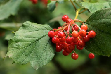 Viburnum 'un kırmızı meyveleri, yaklaş.