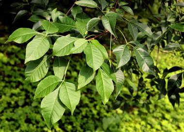 PTELEA TRIFOLIATA ağacının yeşil yaprakları