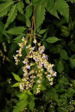 Vitex Negundo çalılığı ve küçük çiçek kümesi yakın.