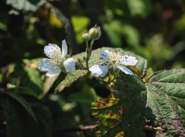 Ormanda böğürtlen beyazı çiçekler yakın