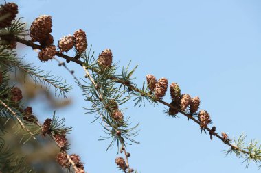 Larch tree and fresh brown growing cones close up clipart