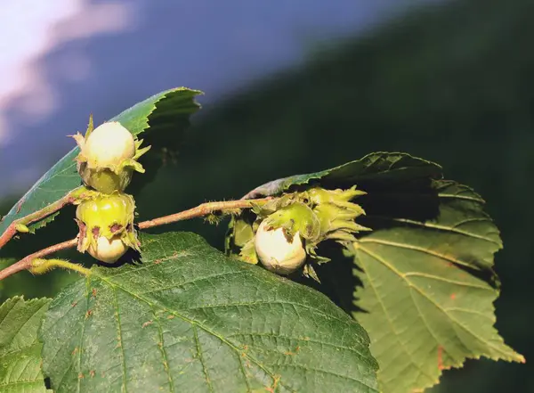 İlkbaharda fındık yetiştiriyorum.