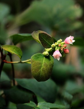 SNOWBERRY - SİMPORİKARPOS ALBUS Çalı meyveleri ve pembe çiçekler kapanıyor