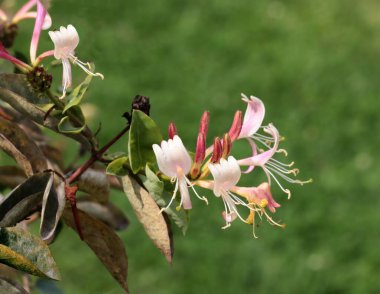 Lonicera Peryclimenum Serotina-Caprifoliaceae ailesinin güzel çiçekleri ve kırmızı meyveleri.