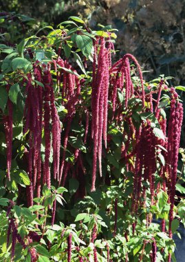 Bahçede kırmızı kızılötesi ışıl ışıl çiçek açan bir çiçek.