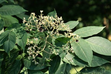 Küçük çiçek ve tohumlarla dolu Euvolia oryantal ağacı