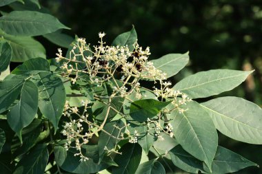 Küçük çiçek ve tohumlarla dolu Euvolia oryantal ağacı