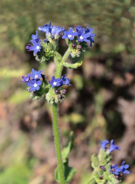 pretty small blue flowers  of Anchusa officinalis plant - Boraginaceae Family clipart