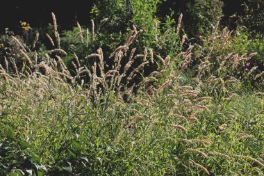 dry plant of Melica Transilvatica-Gramineae Family in a garden close up clipart