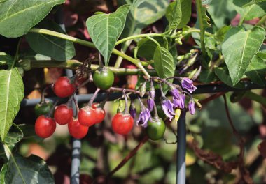 Solanum yabani bitkisinin kırmızı böğürtlenleri ve Lila çiçekleri