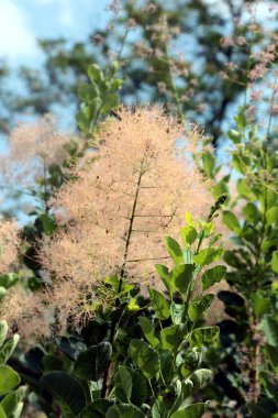 Cotinus coggygria parktaki dekoratif bitki olarak yakın plan
