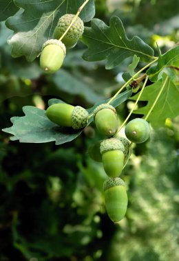 Tohum olarak meşe palamudu ve ormandaki meşe ağacı meyvesi