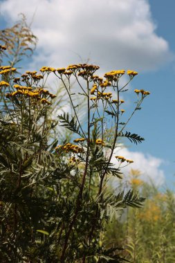 Tancy herb - Tanasetum vulgare bitkisi çiçek açıyor