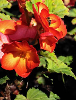 orange  flowers of begonia plant and bee insect close up clipart