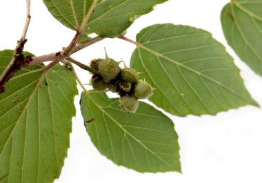 cluster of gren small fruits of Corylopsis spicata oriental tree close up clipart