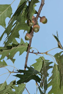 Yeşil yapraklı meşe ağacı ve büyüyen meşe palamudu.