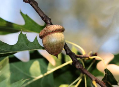 Yeşil yapraklı meşe ağacı ve büyüyen meşe palamudu.