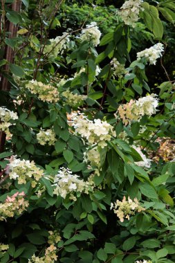 Ortanca çalılarının beyaz çiçekleri. Yaklaş.