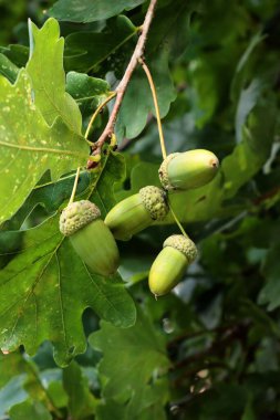Yeşil yapraklı meşe ağacı ve büyüyen meşe palamudu.