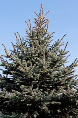 Güzel yeşil ladin kozalaklı ağaç. 