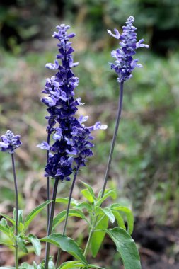 Salvia Farinacea bitkisinin Lila çiçekleri