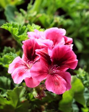 Sardunya saksı bitkisinin oldukça renkli çiçekleri.