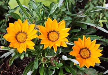 Bahçedeki Gazania bitkisinin sarı ve turuncu renkli çiçekleri